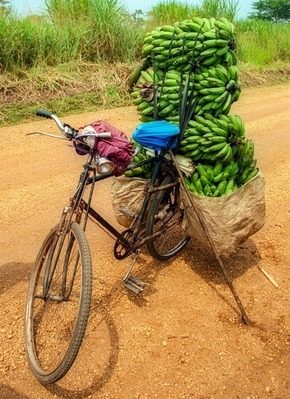 Bananentransport in Uganda auf dem Velo