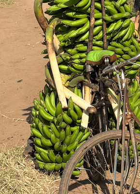 Bananentransport mit dem Velo in Uganda_small Bananentransport mit dem Velo in Uganda