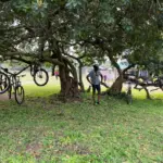 Fahrradbaum - Bike Safari Lake Mburo Nationalpark - Life Cyclers Uganda