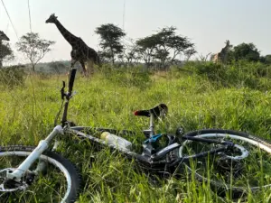 Giraffen bei einer Bike Safari Lake Mburo Nationalpark Life Cyclers Uganda