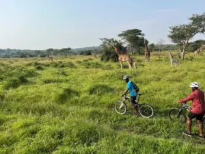 Velo-Safari mit Giraffen - Bike Safari Lake Mburo Nationalpark - Life Cyclers Uganda