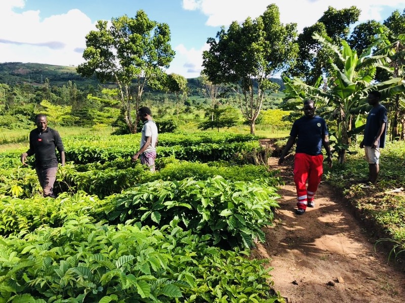 Auswahl der Bäume in der Baumschule