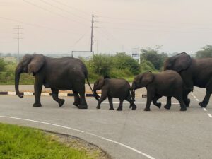 Elefanten auf Safari in Uganda