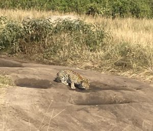 Leopard im Mburo Nationalpark Uganda