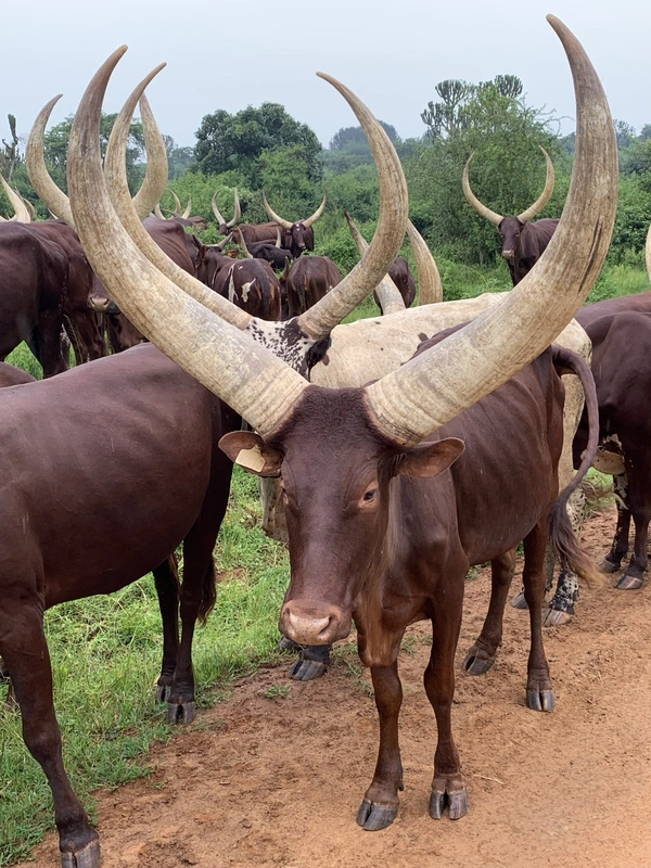 Ankole Lang-Horn Rinder Ankole Lang-Horn Rinder in den Bauerndörfern vor dem Mburo Nationalpark