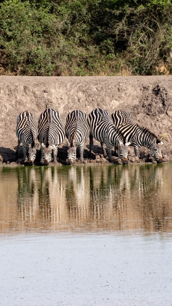 Bike Safari Mburo NP Zebras am Lake Mburo Bike Safari